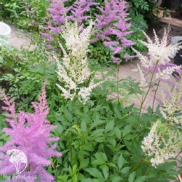 Астильба сиреневая