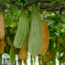 Люффа Мочалка Мойдодыр