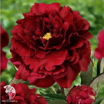 Фото Пион молочноцветковый Франсуа Ортега