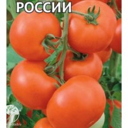 Томат Яблонька России