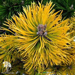 Сосна горная Карстенс Винтерголд на штамбе