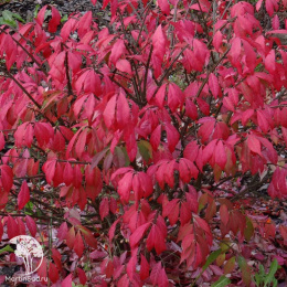 Бересклет крылатый аптерус