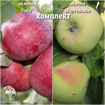 Фото Сверхвыгодный комплект! Яблоня Лобо + опылитель яблоня Мартовское