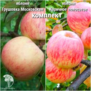 Фото Сверхвыгодный комплект! Яблоня Грушовка Московская + опылитель яблоня Коричное полосатое