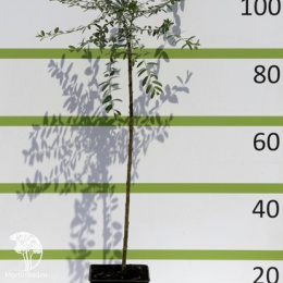 Ива карликовая финмарчика на штамбе