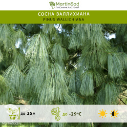 Сосна валлихиана