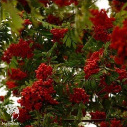 Рябина Бусинка