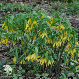  Увулярия крупноцветковая