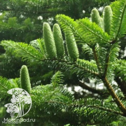 Пихта белая / европейская в контейнере