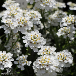 Иберис вечнозеленый Тахои