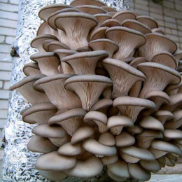 Вешенка Обыкновенная на древесной палочке