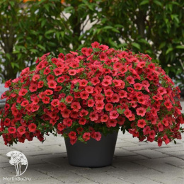 Калибрахоа Каблум Корал (Семена Профи)