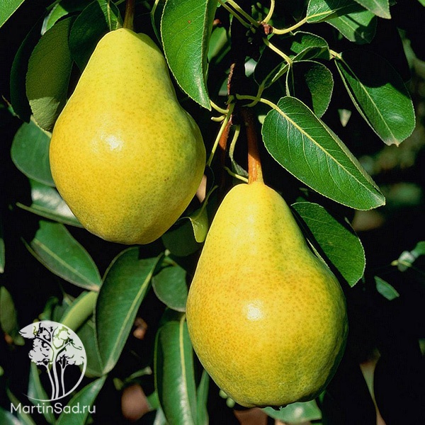 Сроки созревания и хранения