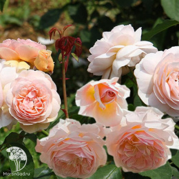 Роза английская парковая Джульетта