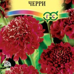 Скабиоза пурпурная Черри, махр.