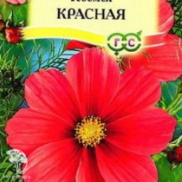 Космея Красная
