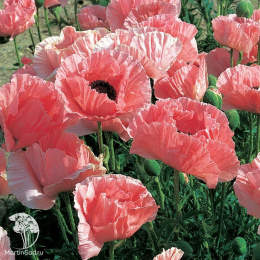 Мак восточный Хелен Элизабет