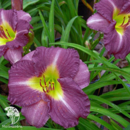 Лилейник Вудсайд Аметист