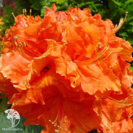 Азалия гибридная Гибралтар