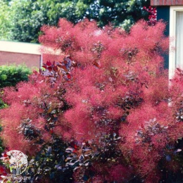 Скумпия Роял Перпл на штамбе