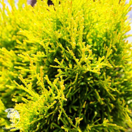 Туя западная Санни Смарагд