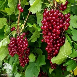 Ribes rubrum Ulubiena Lwowa Смородина красная Улубиена Лвова