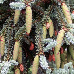 Ель новогодняя сизая Коерулеа 50-60 см