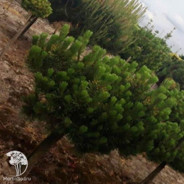 Сосна горная на штамбе