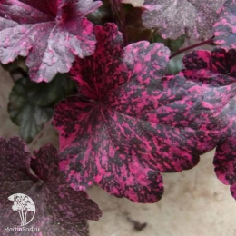 Гейхера Миднайт Роуз Селект