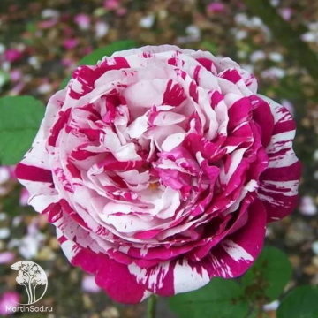 Фото Rosa Variegata di Bologna Роза Вариегата ди Болонья (4-5 лет, С-20, П/Т8/А/11)