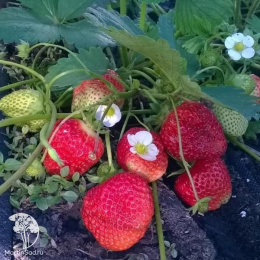 Клубника Елизавета 2