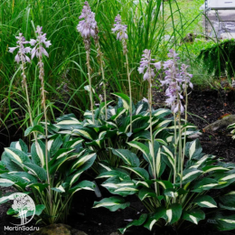 Хоста Вайт Бикини