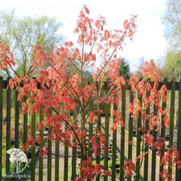 Каштан конский Эрисробластос на штамбе