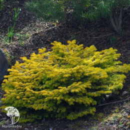 Пихта нордмана Голден Спрэдер в контейнере