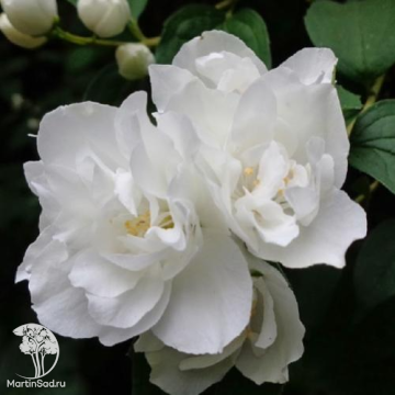 Фото Чубушник Эльбрус