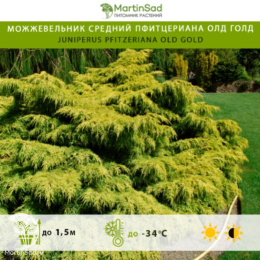 Можжевельник средний пфитцериана Олд Голд
