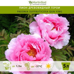 Пион древовидный Герои