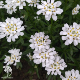 Иберис вечнозеленый Тахои