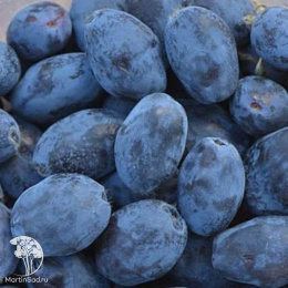 Жимолость камчатская Атут