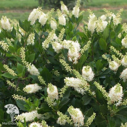 Клетра ольхолистная Хаммингбёд