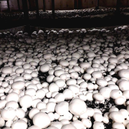 Шампиньон белый