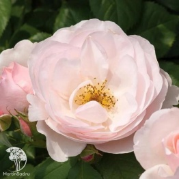 Фото Роза парковая Серия Кулинарные розы Пир