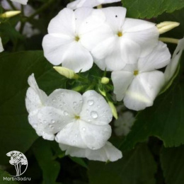 Флокс друммонда крупноцветковый Пина колада