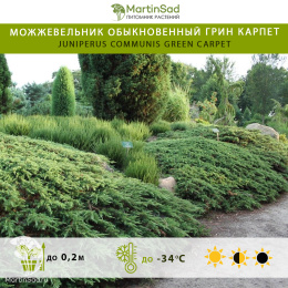 Можжевельник обыкновенный Грин Карпет