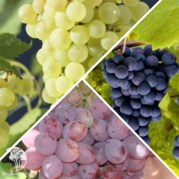 Фото Сверхвыгодный комплект! Виноград Вродж Ван Дер Лан + Виноград Доктор Шмитнен + Виноград Атаман