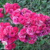 Роза почвопокровная Фейри Данс фото 5 