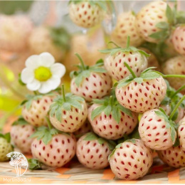 Земляника Анабланка