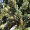Ель колючая Ретрофлекса фото 2 