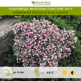 Андромеда многолистная Блю Лагу
