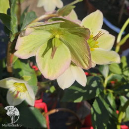 Морозник Айс эн Роузес Вайт